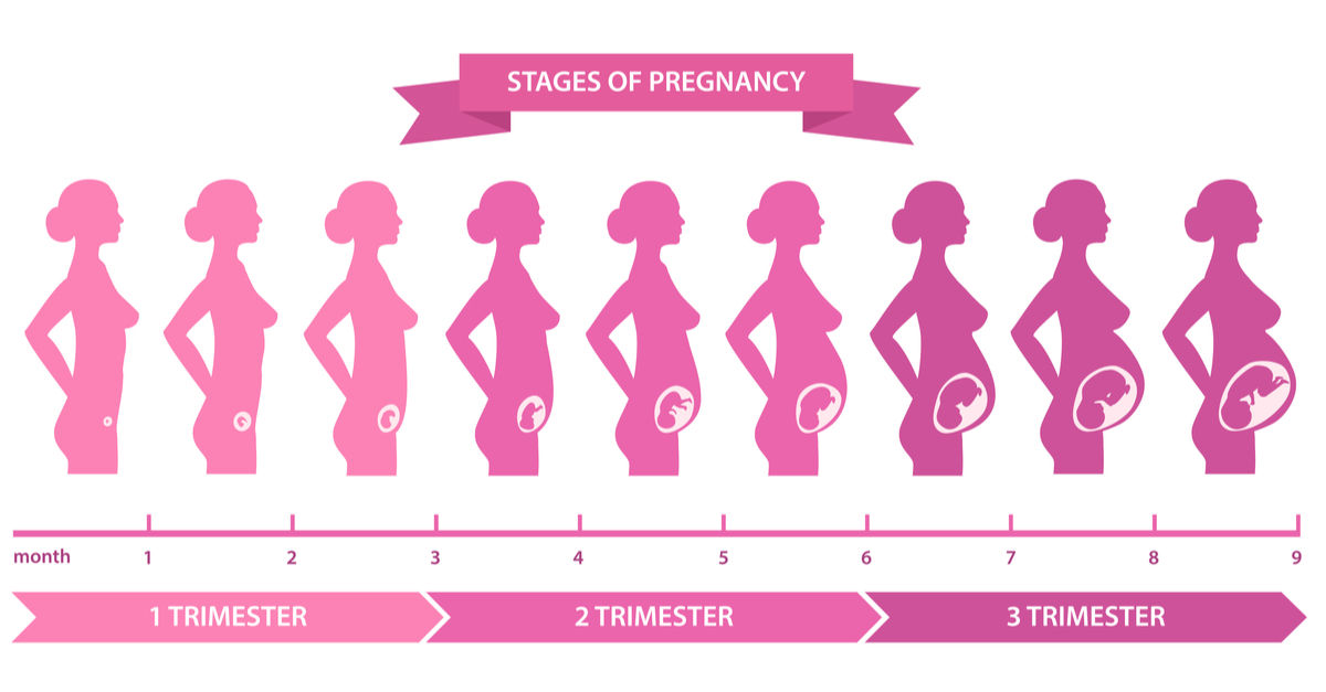 Major Milestones Throughout Pregnancy