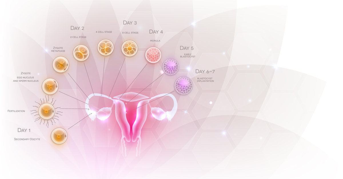 6 Things Most People Don’t Know About Ovulation